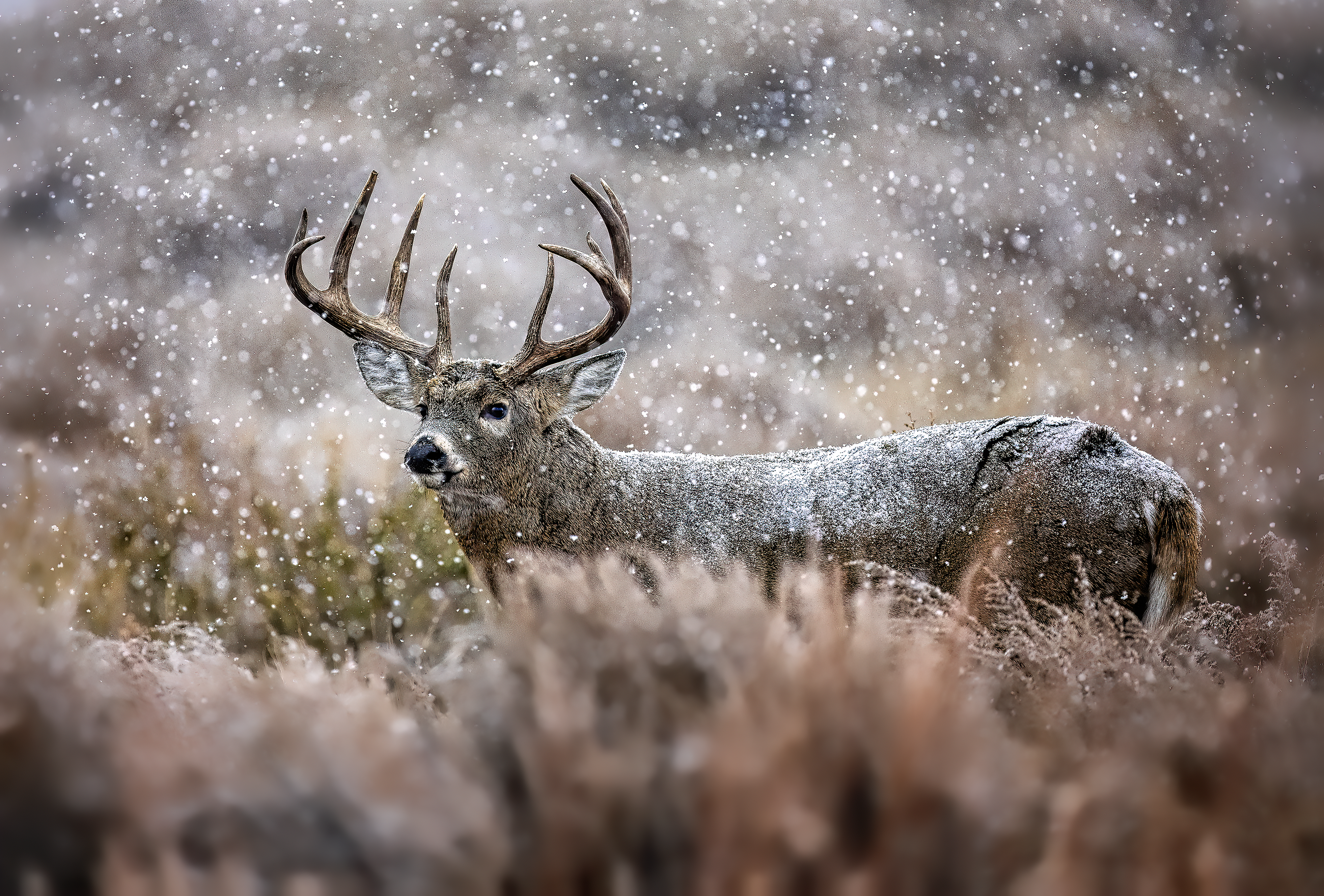 RUTDEERRMApng