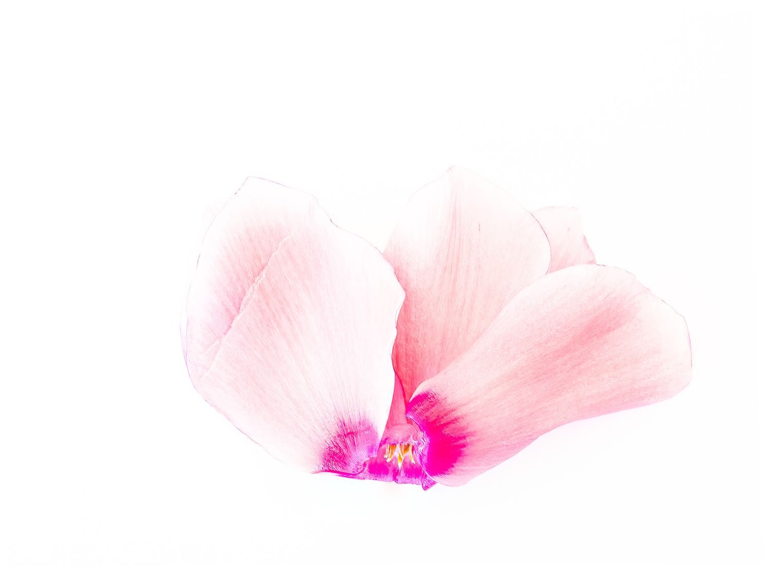 Cyclamen On White.jpg