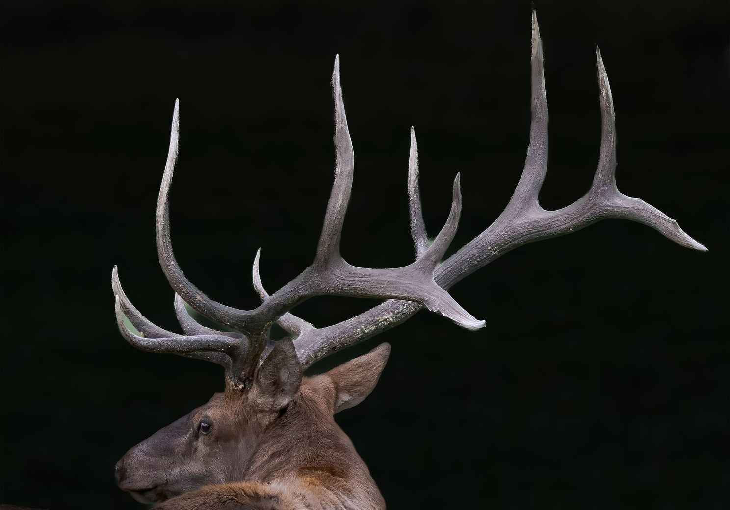 bull-elk-on-black-p912150510.jpg