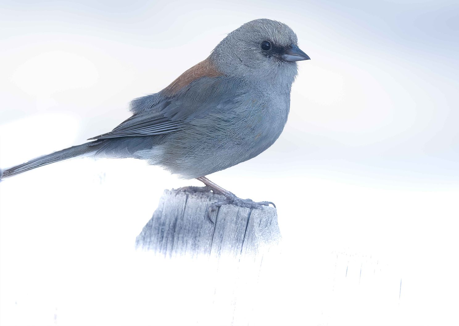 Junco On Fence Post In High Key-Sm.jpg