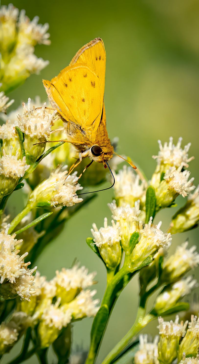 Skipper at Bubbling Ponds.jpg