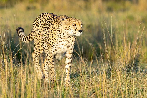Hunting Cheetah