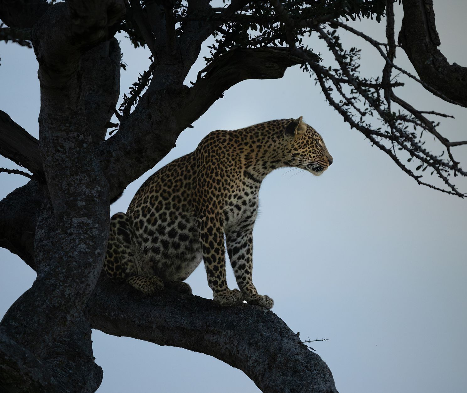 Leopard at Dawn