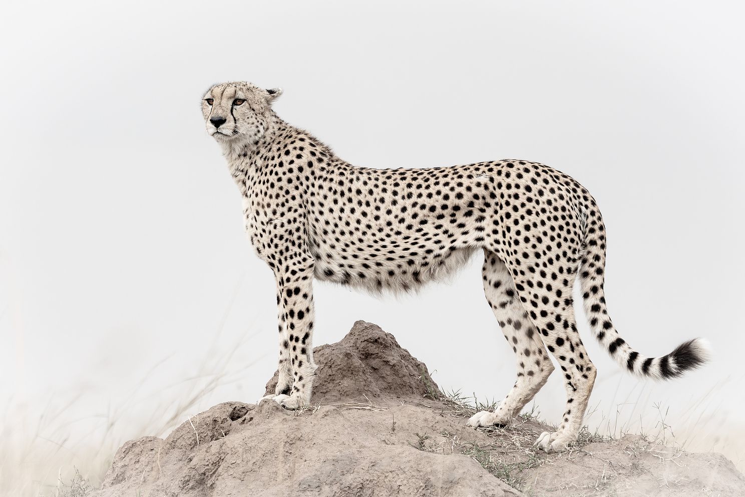 Scanning for Prey