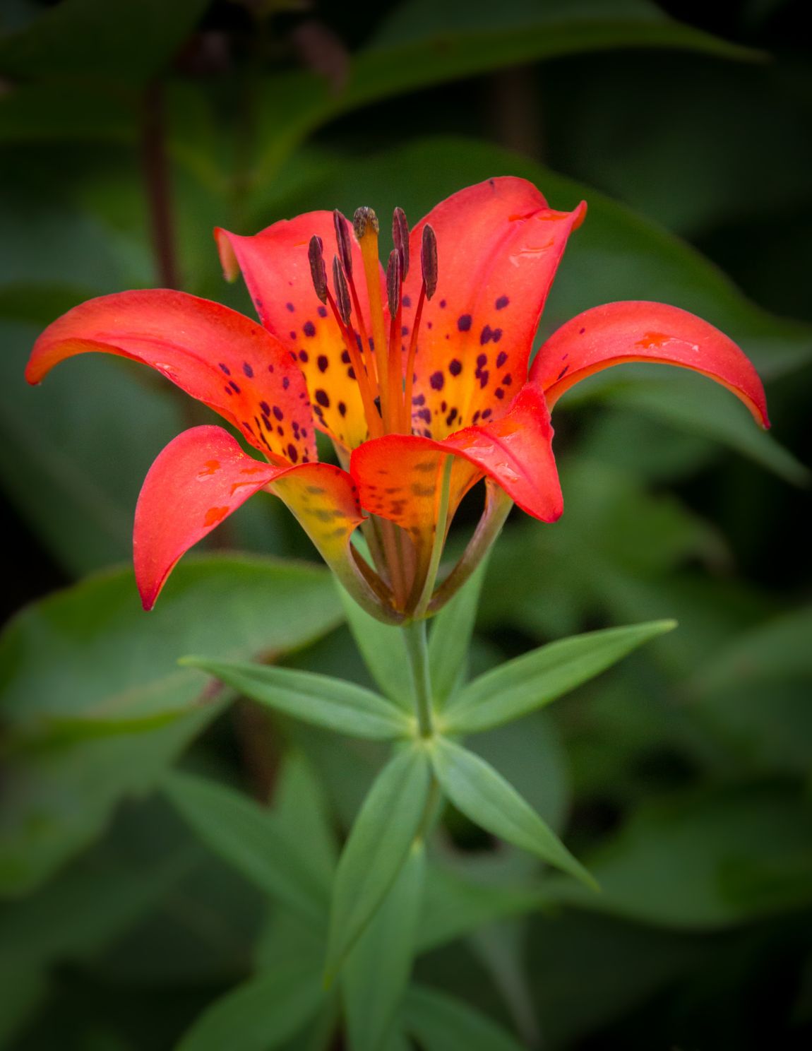 Wood Lily  IMGdng