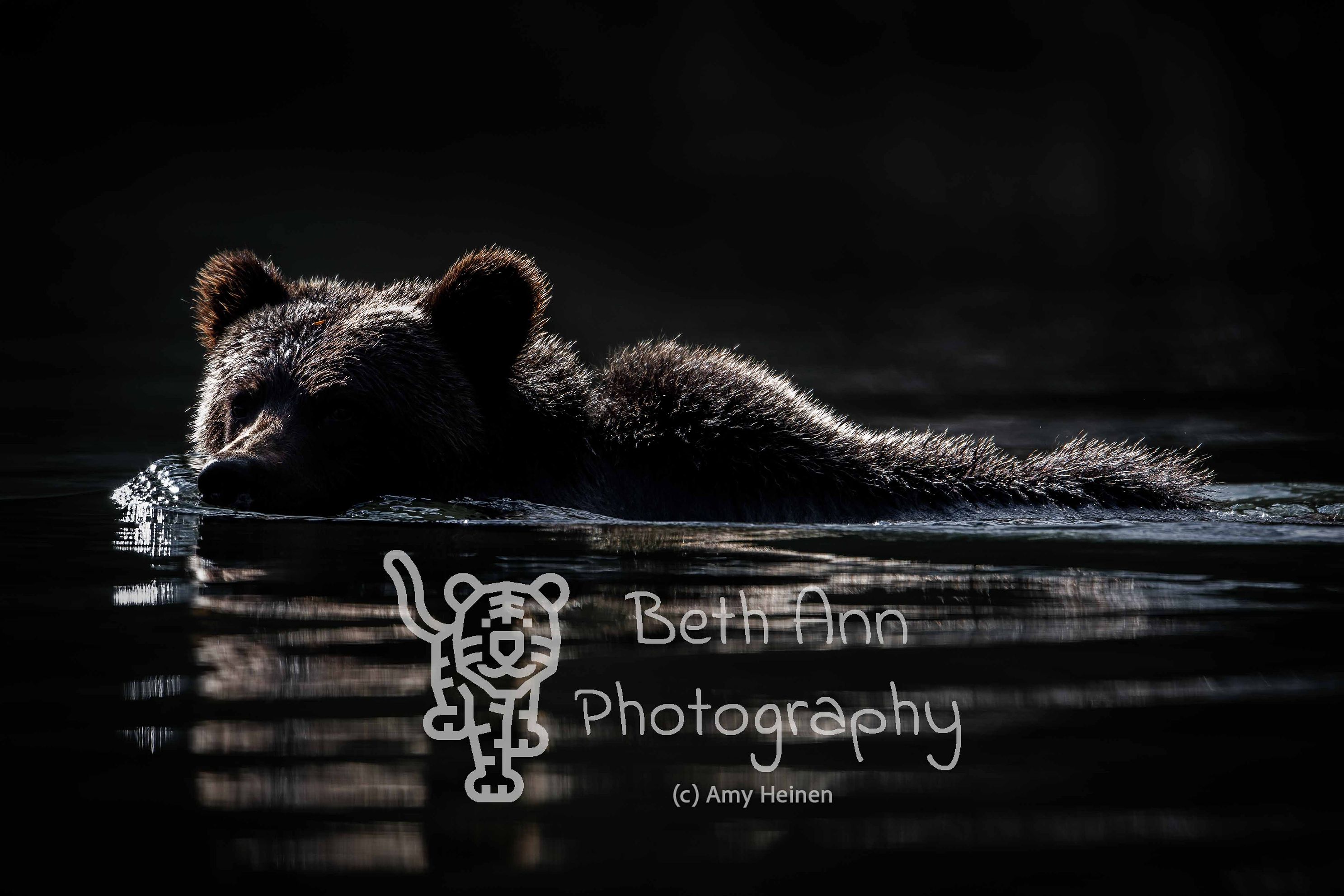 Backlit Bear