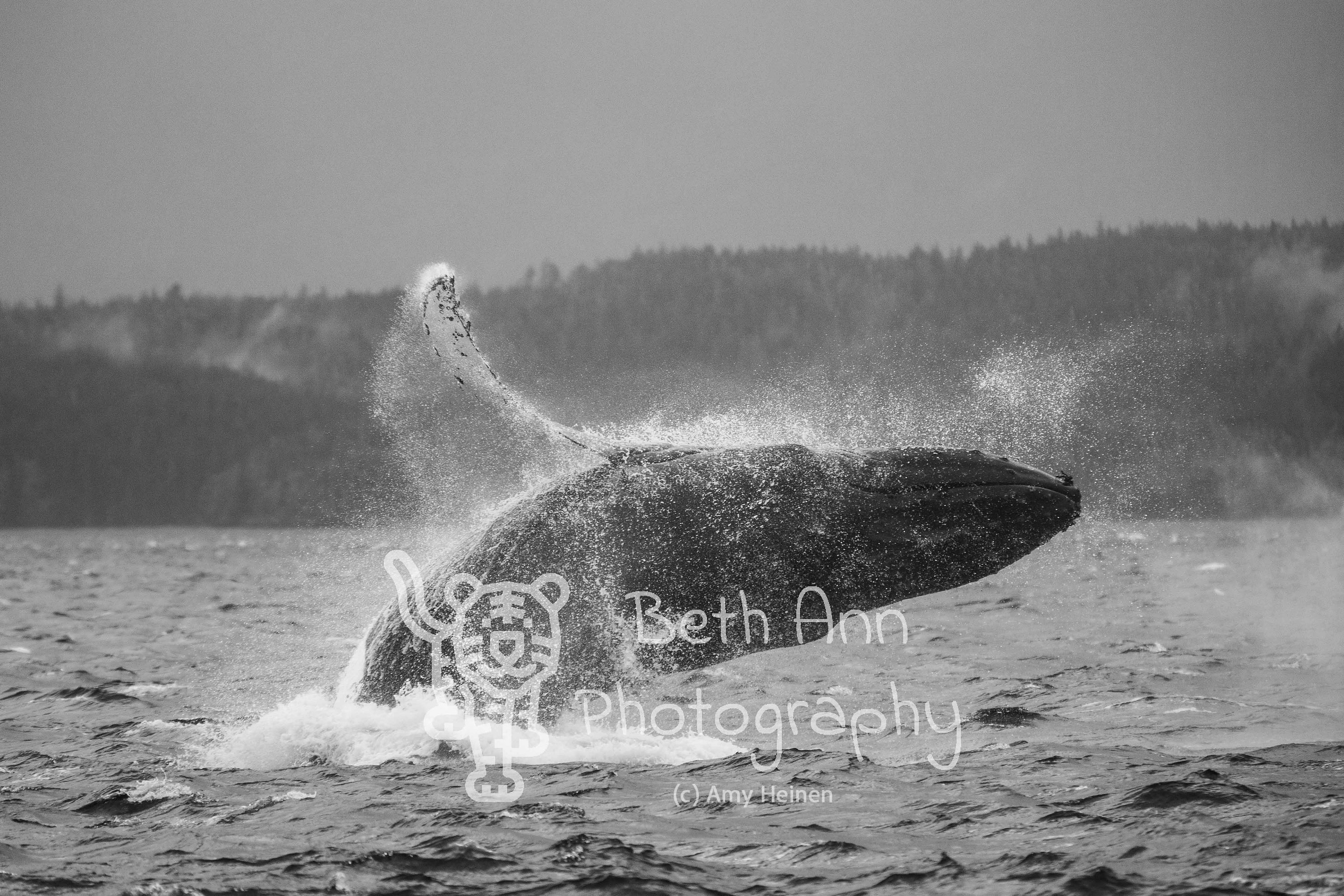 Humpback Whale in BC