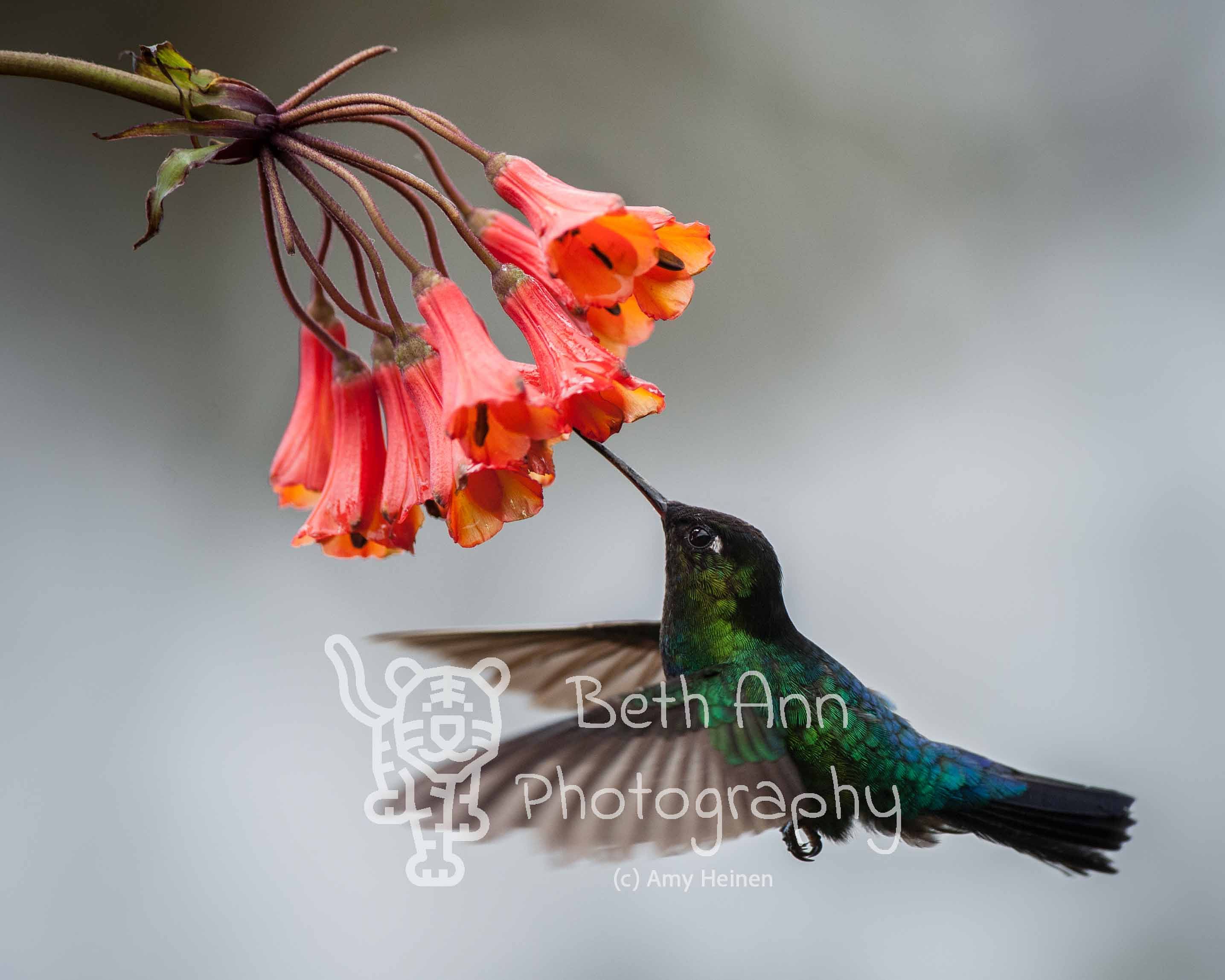 Magnificent Beauty