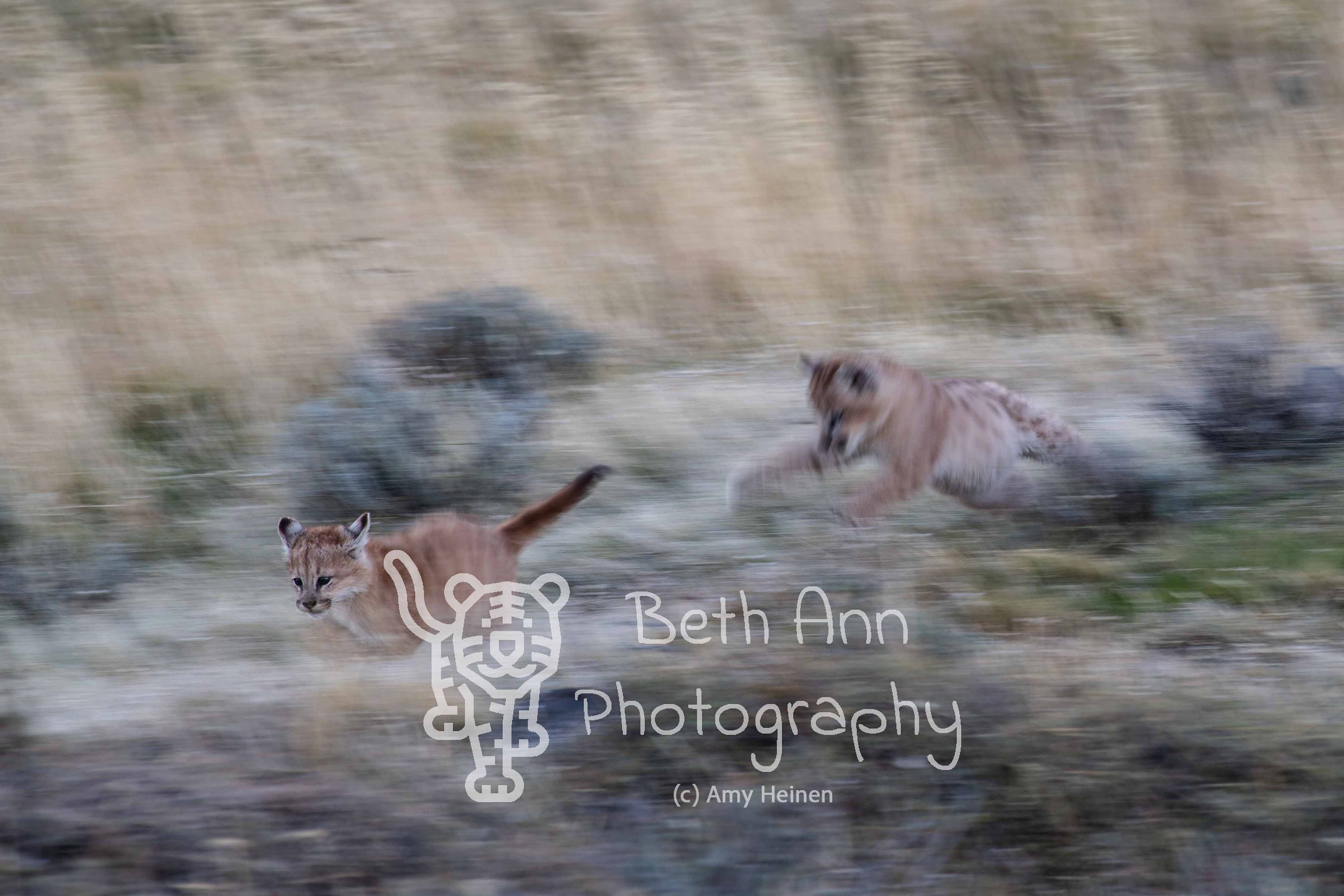 High Speed Cubs