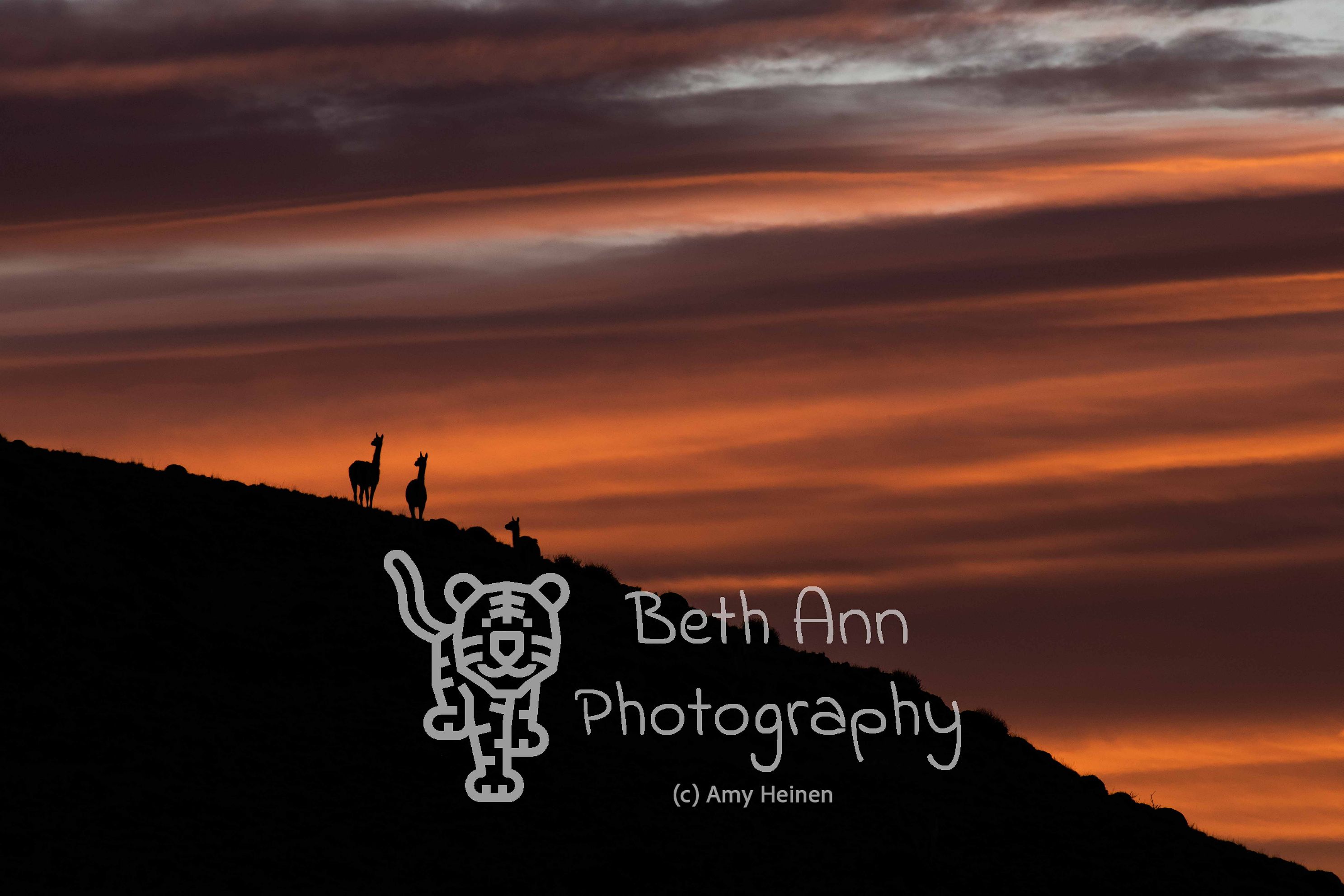 Guanaco Sunrise
