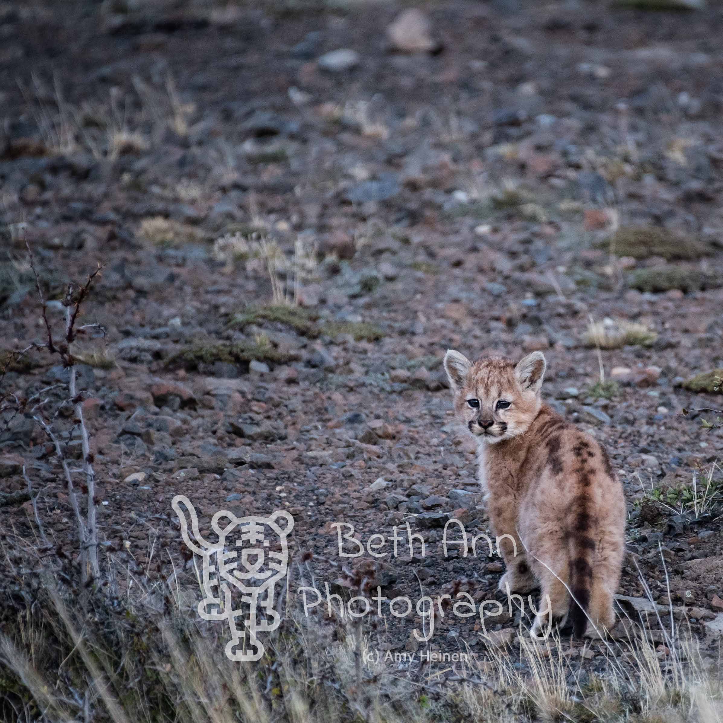 Cub Cattitude