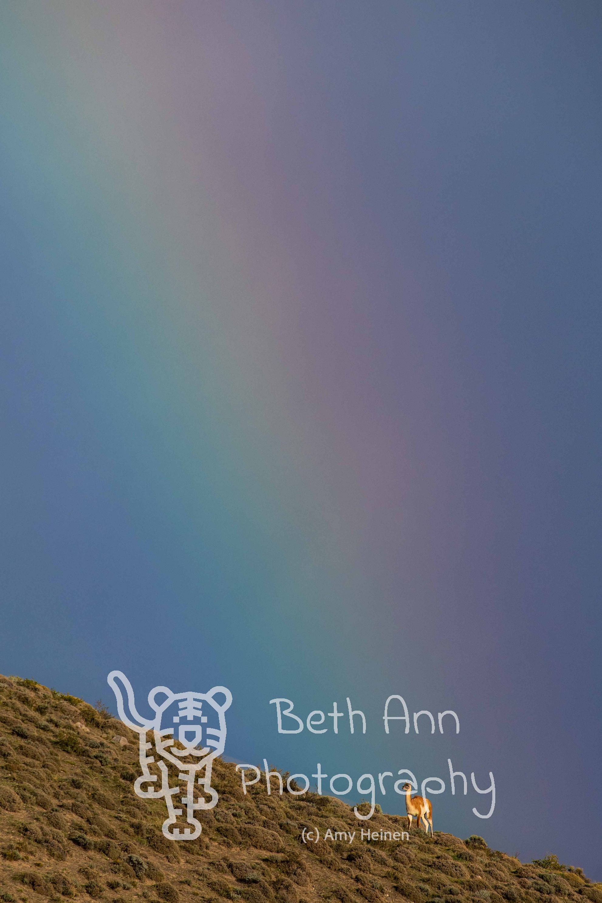 Guanaco at the End of the Rainbow