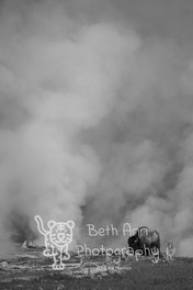 Icons of Yellowstone