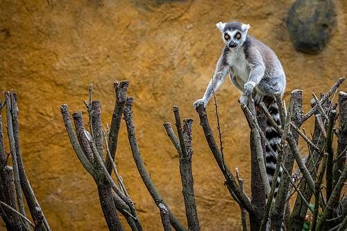 Lemur Lookout