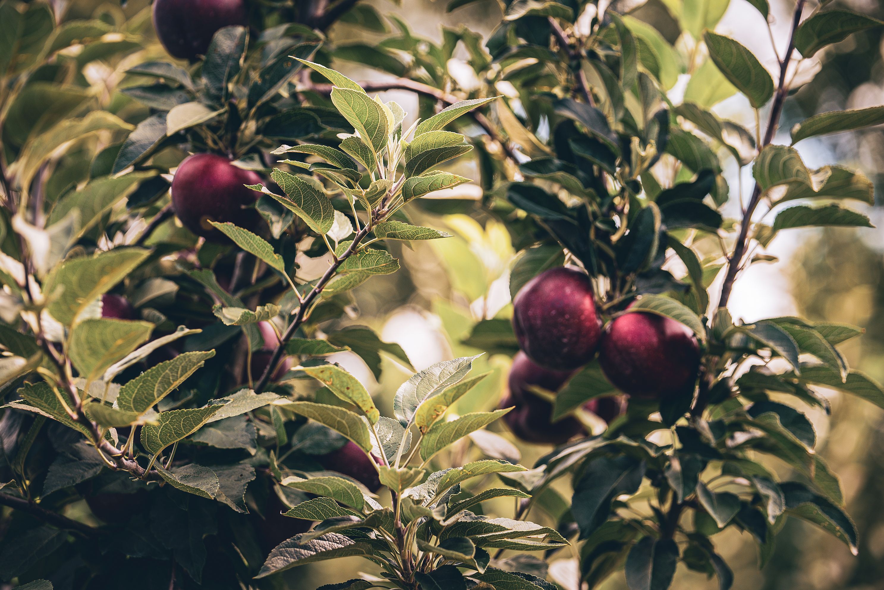 Apples hanging on the tree at Jeter Mountain Farms in North Carolina