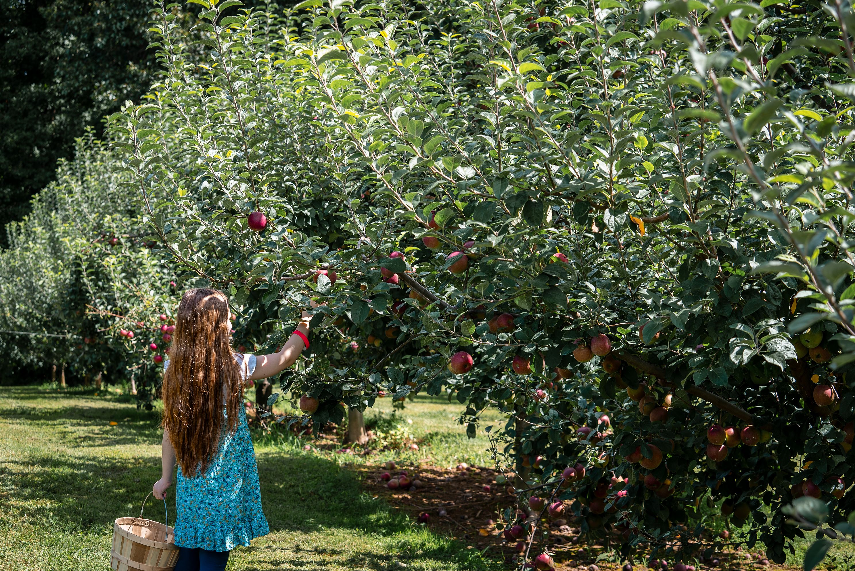 Girl picking apples at Jeter Mountain Farms