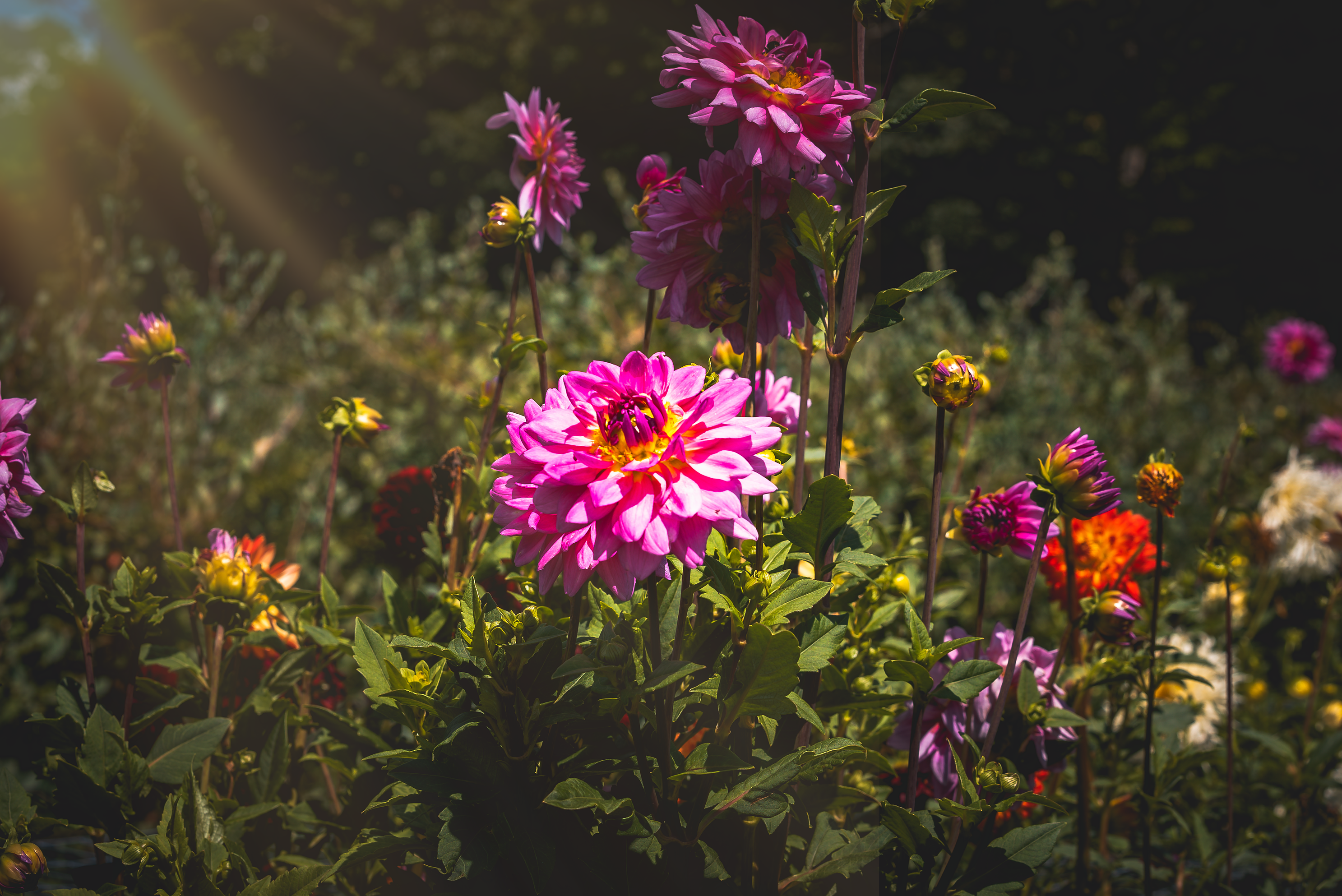 Beautiful yellow and pink flowers blooming in a vibrant garden