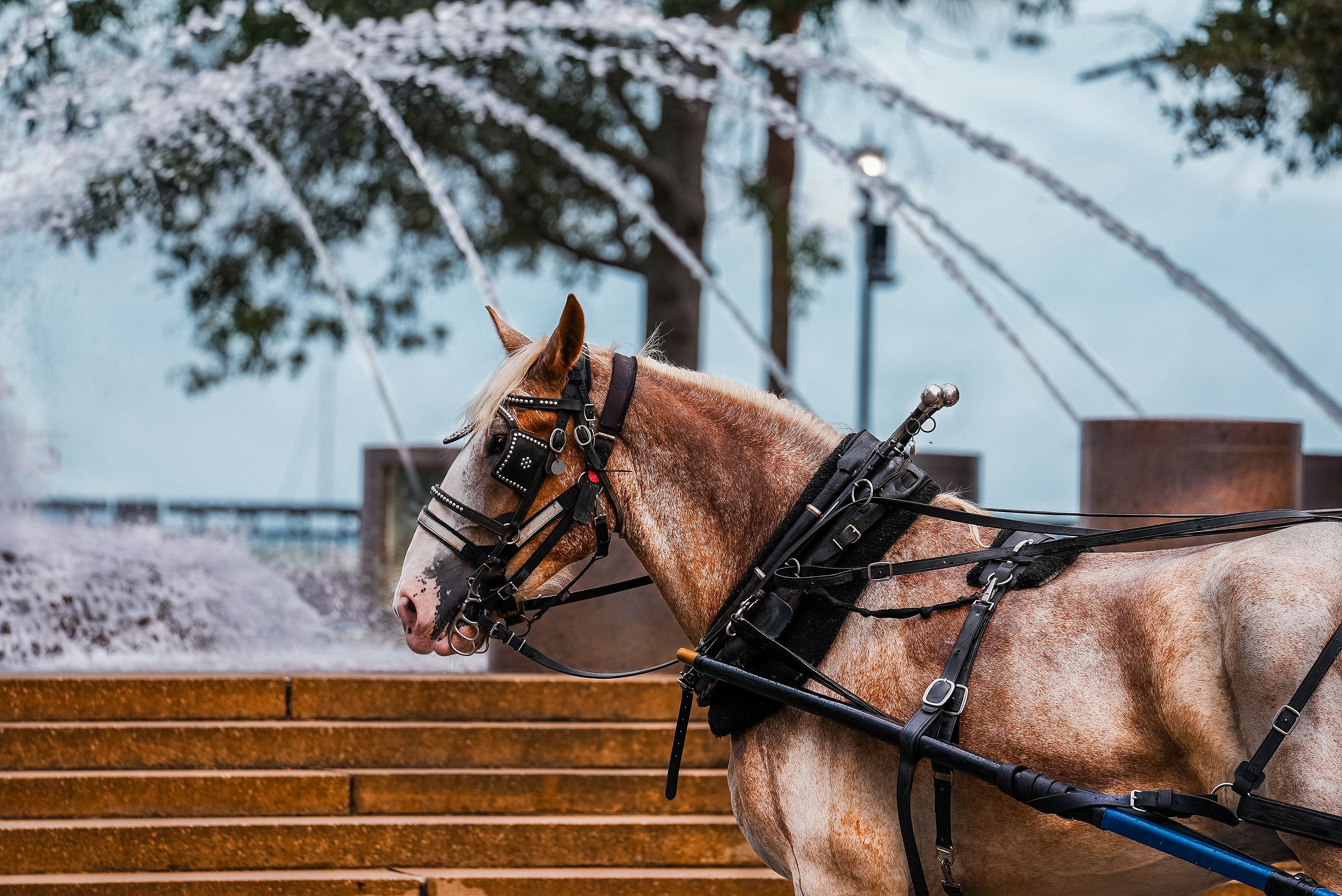Beautiful horse in front of a fountain in downtown Charleston, South Carolina