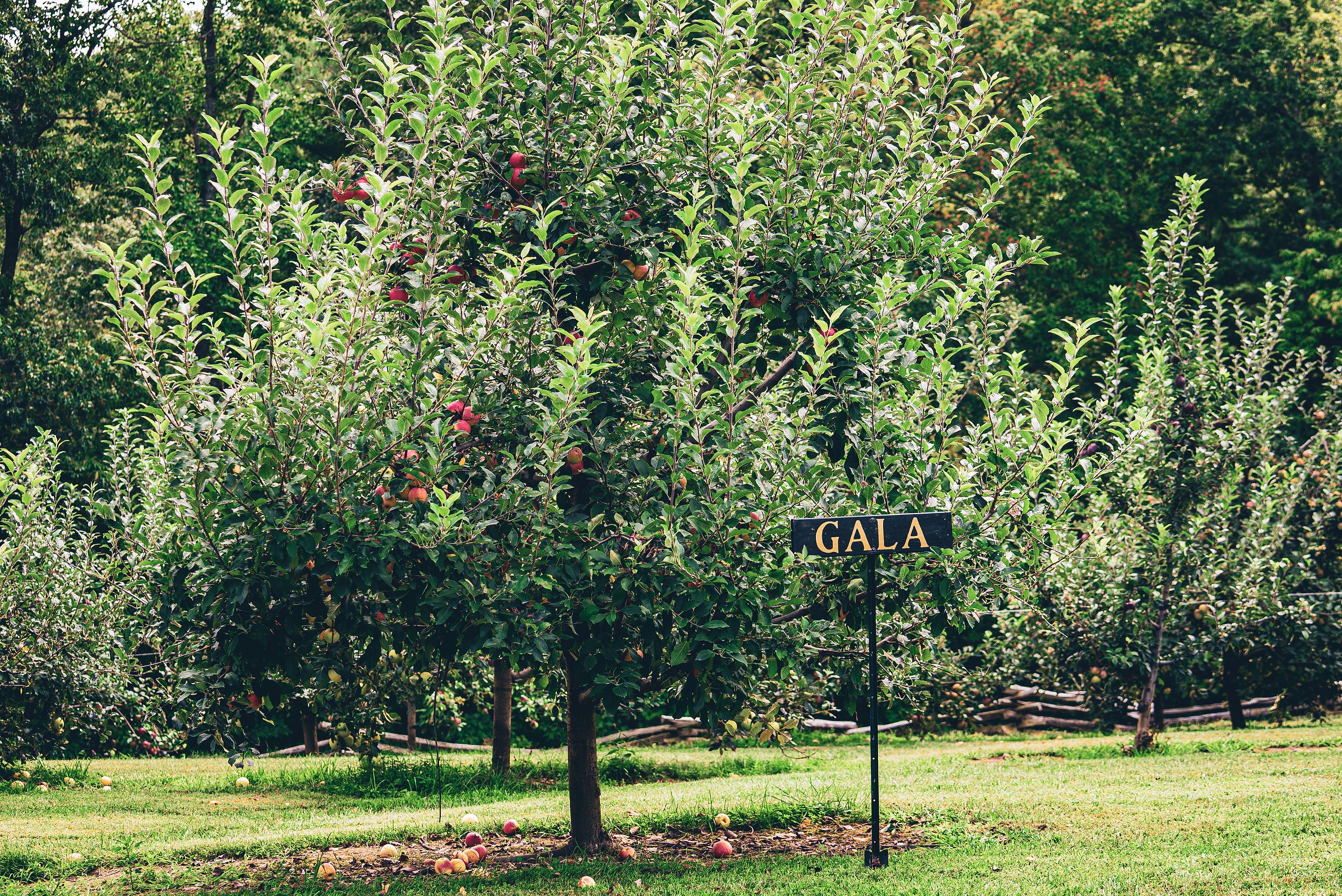 Close-up of ripe apples on the tree at Jeter Mountain Farms, North Carolina