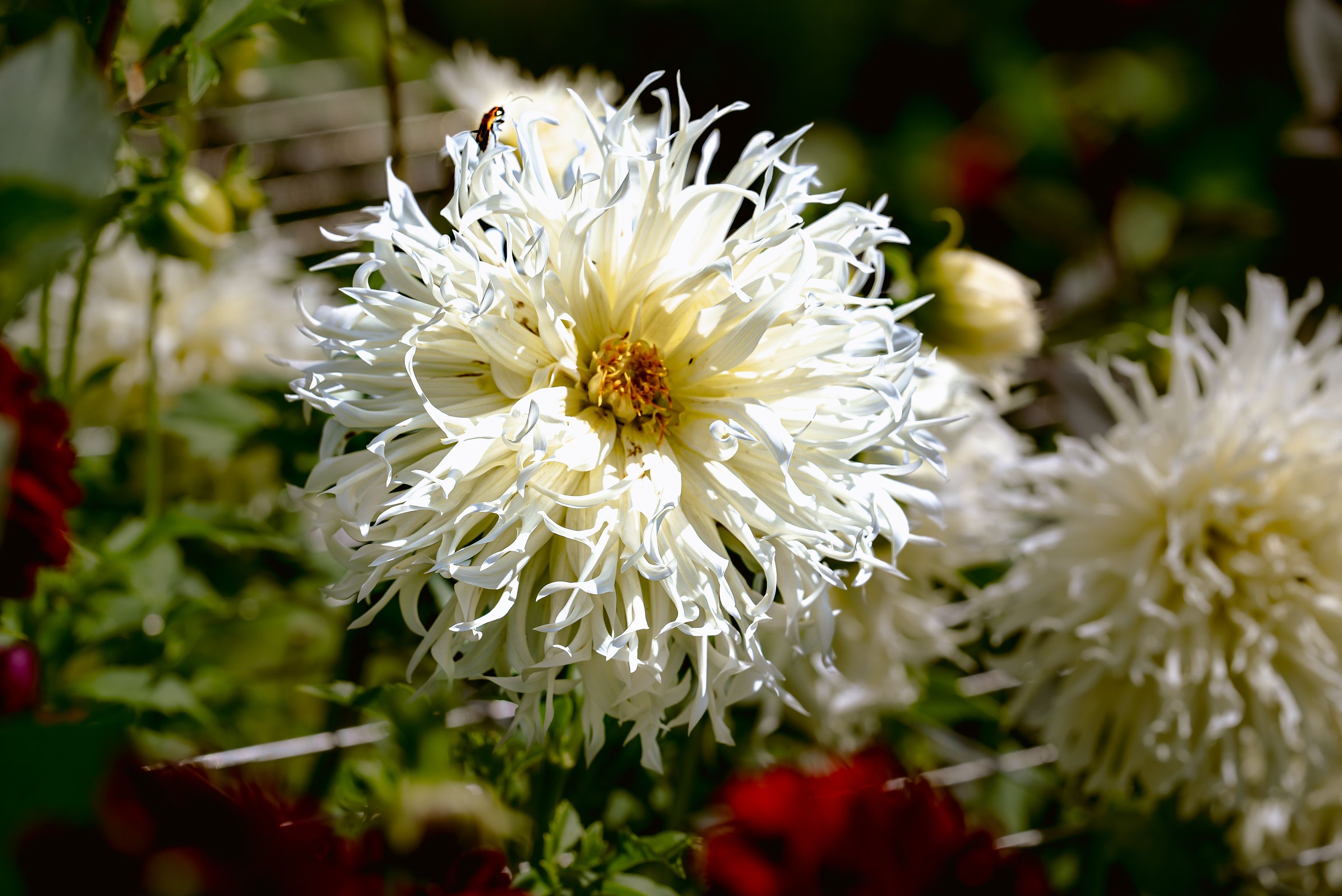 Beautiful white flower in full bloom with delicate petals