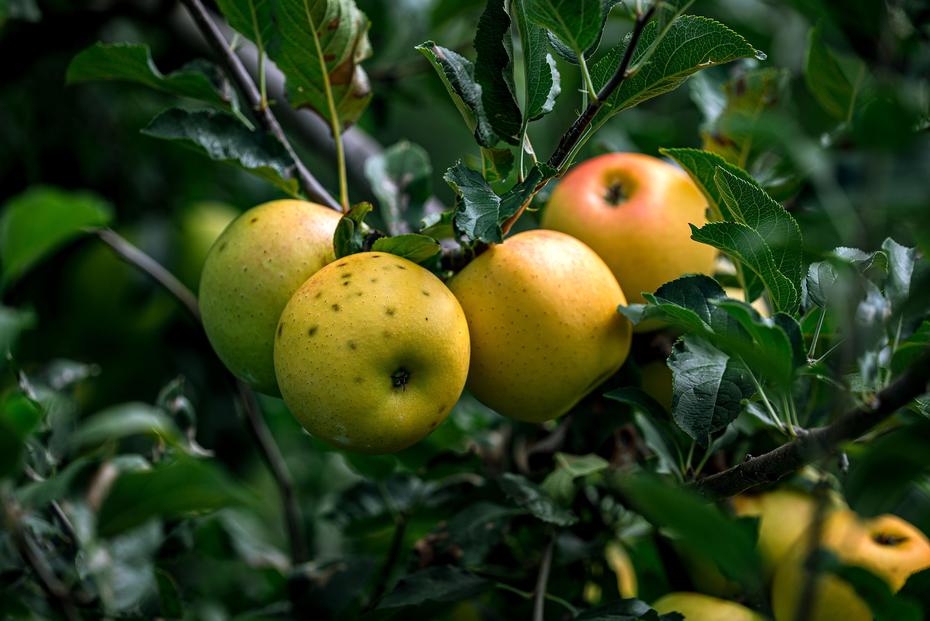 Delicious yellow apples hanging on a tree, ready for picking
