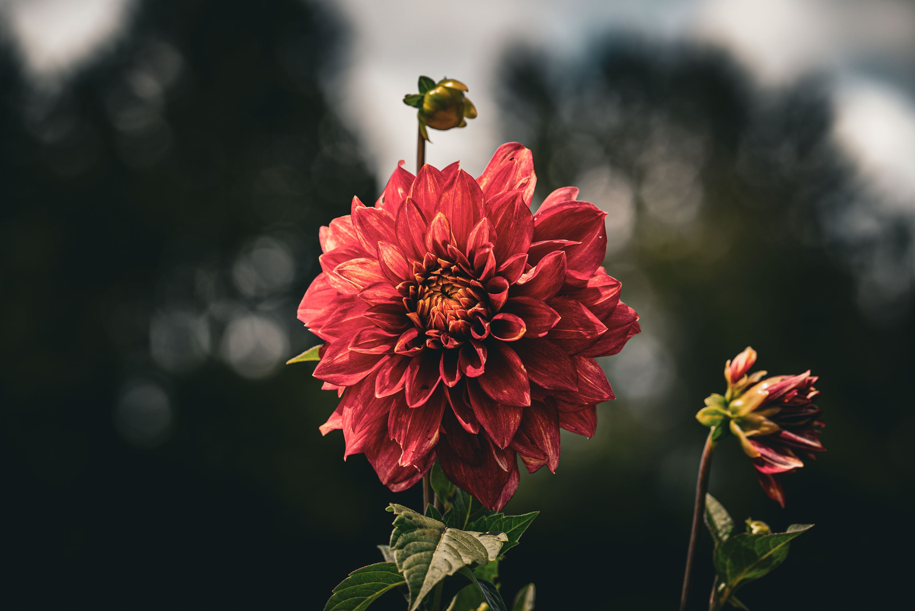 Vibrant red flower with striking petals in a lush garden