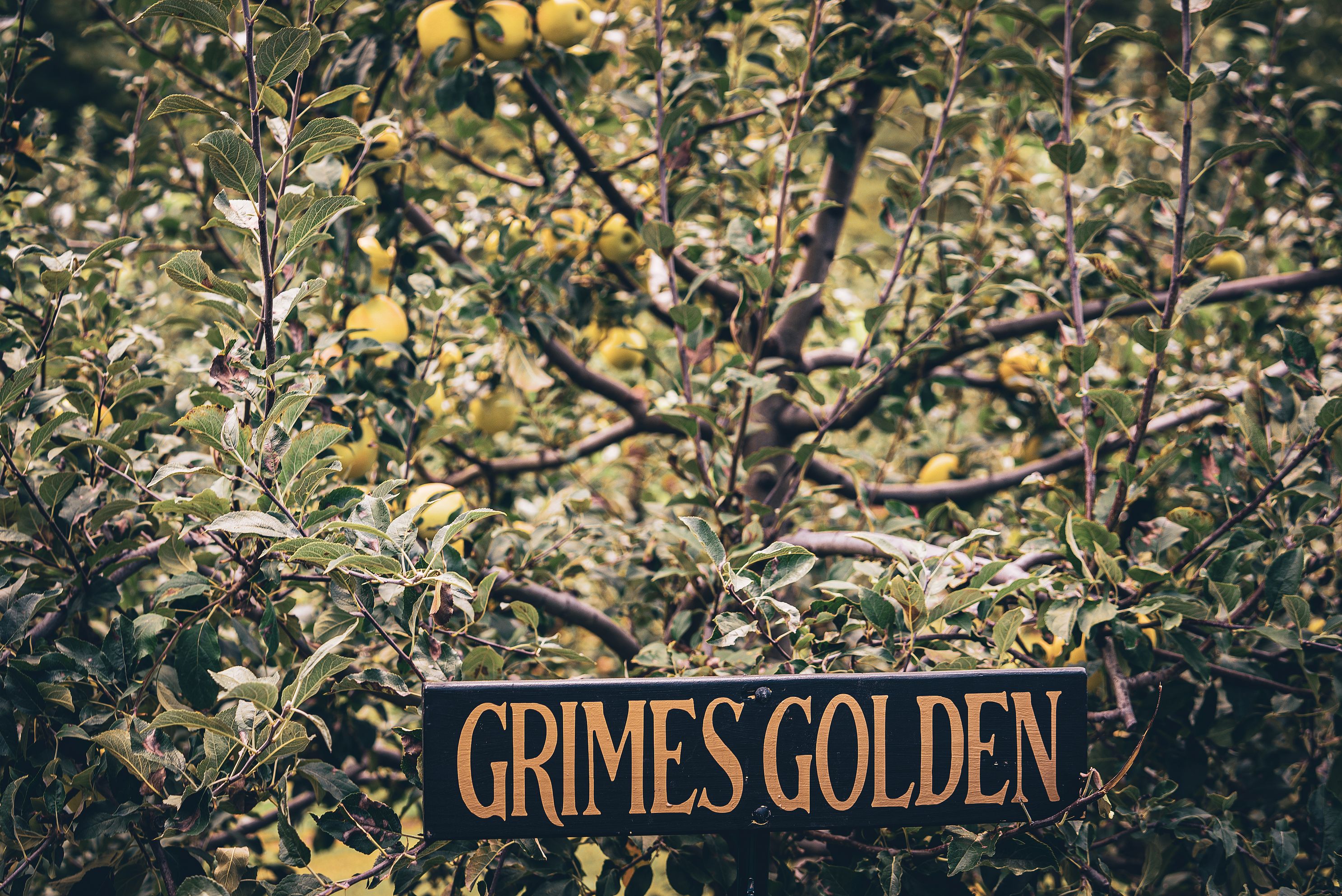 Grimes Golden apples displayed on a tree at Jeter Mountain Farms