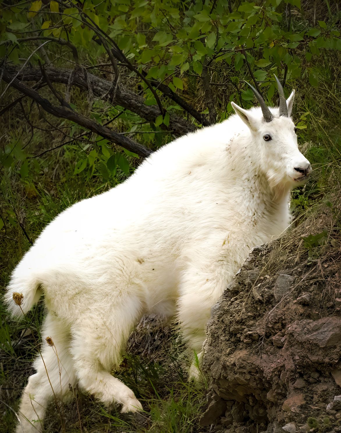 Mountain goat on hillside