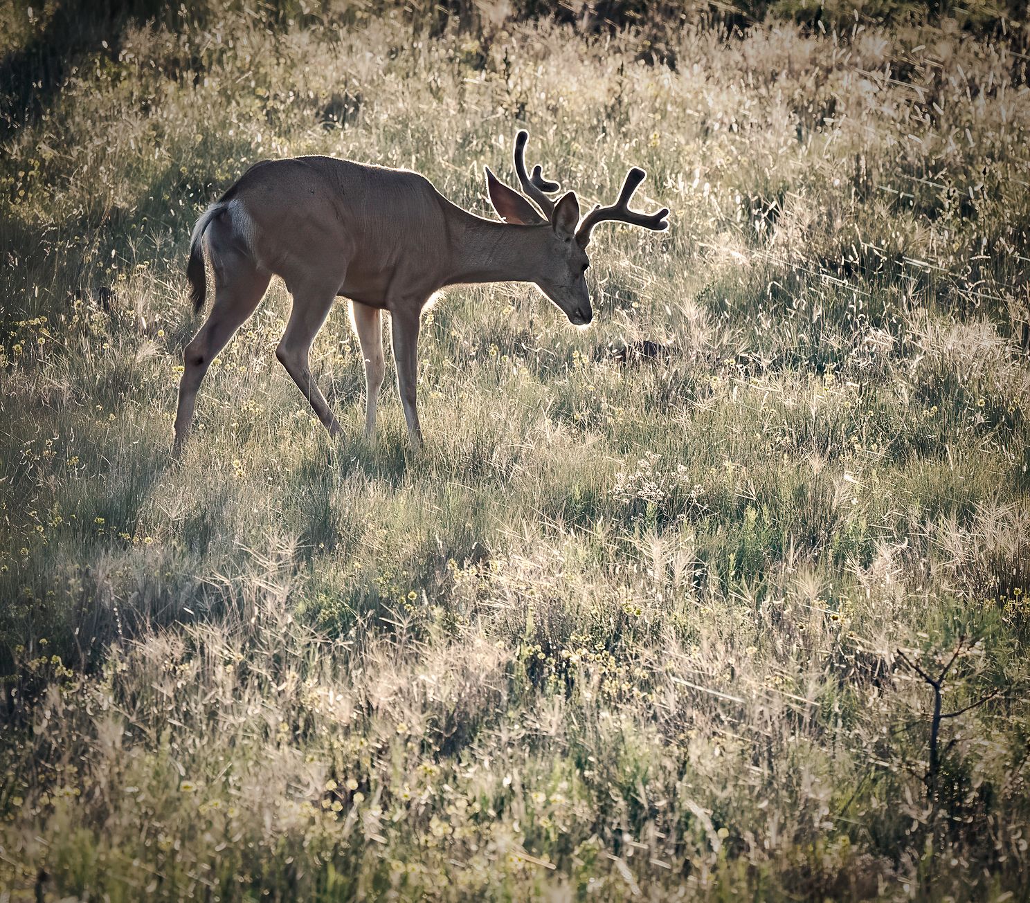 One Deer at Dawn