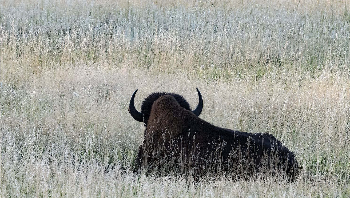 Lone bison at dusk lying in prairie grass