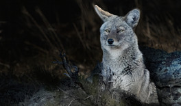 Coyote stares while pausing before climbing hill toward den