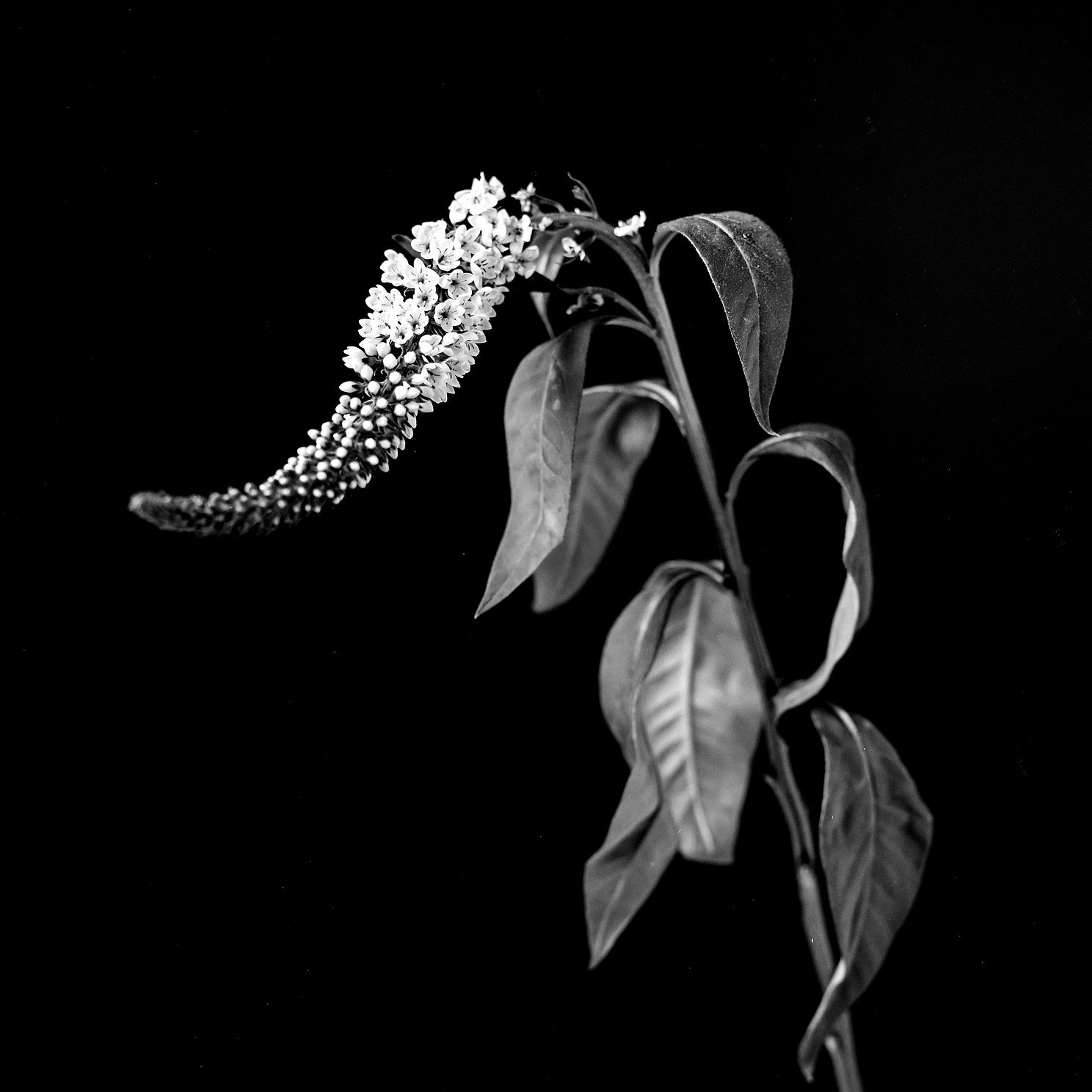 flowersjpg