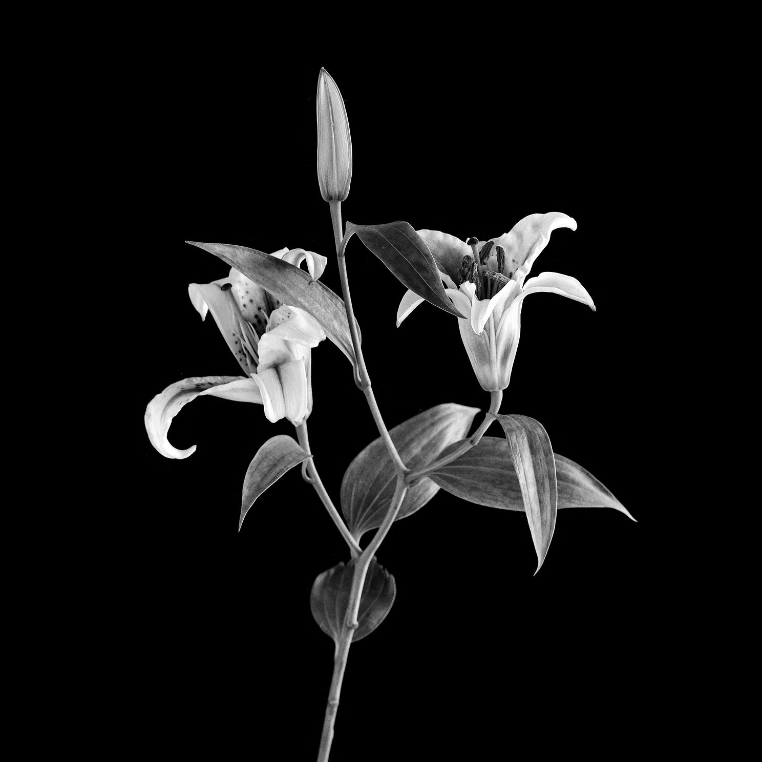 Flowersjpg