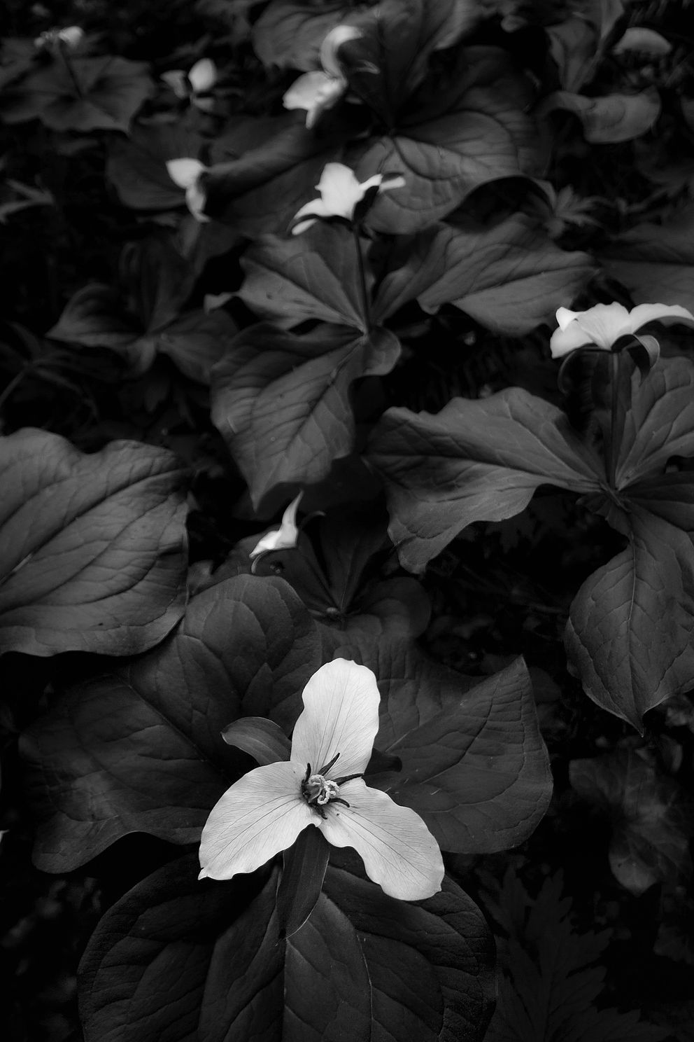 trillium patch jpg