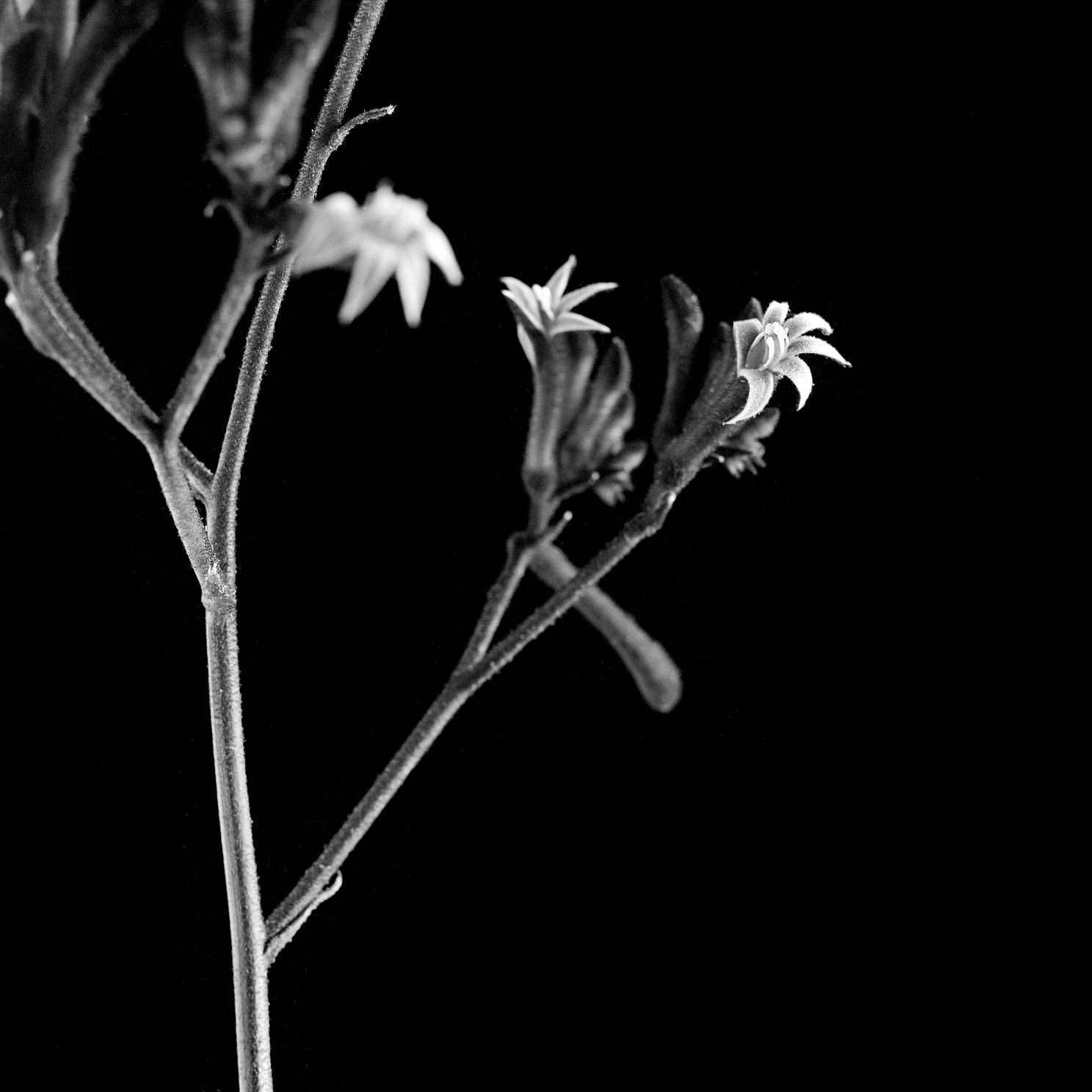 Flowersjpg