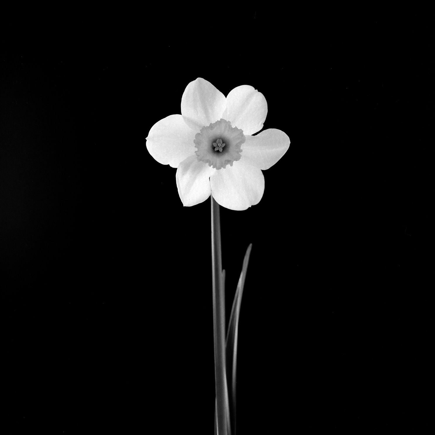 Flowersjpg