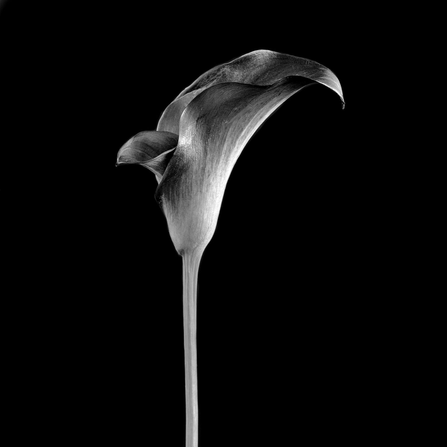 flowersEditjpg