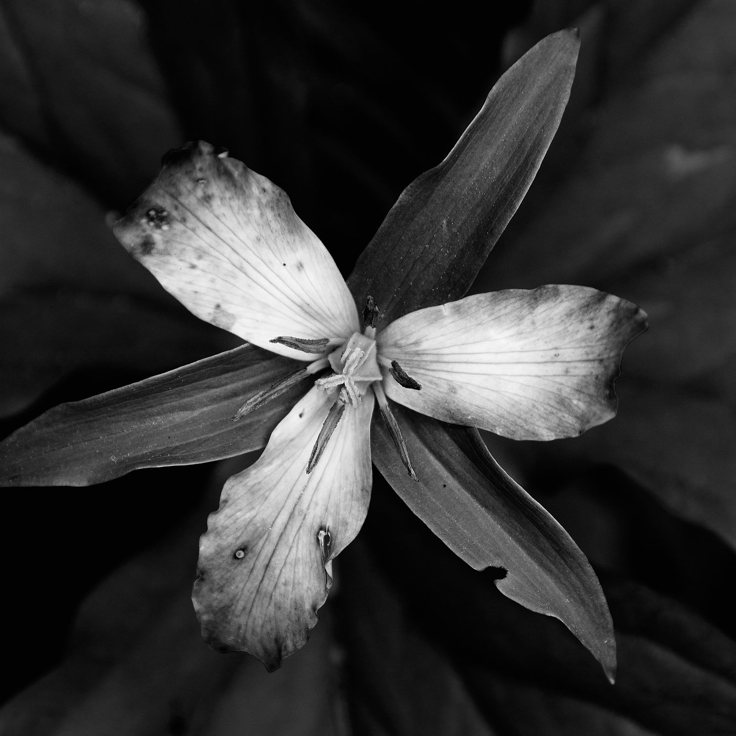 trillium jpg