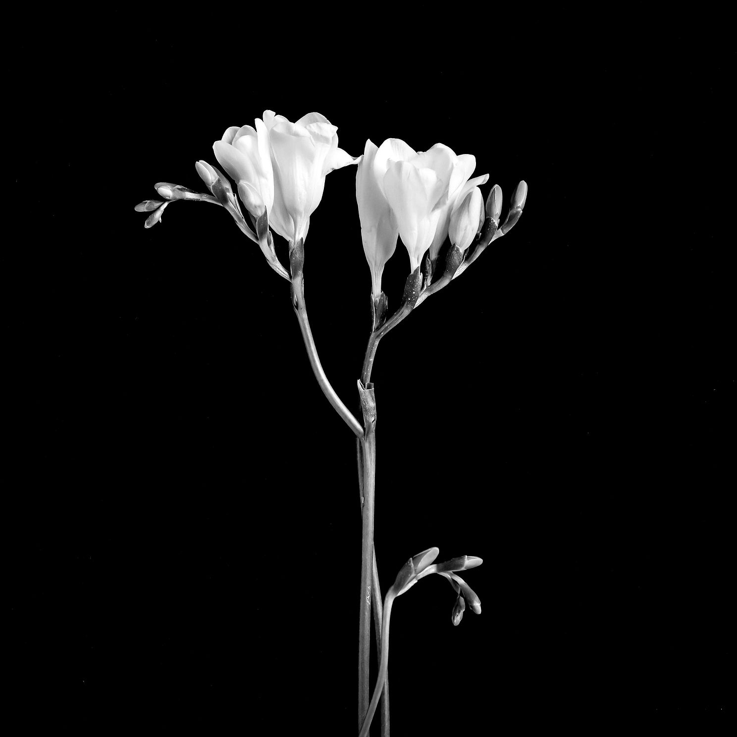 flowersjpg