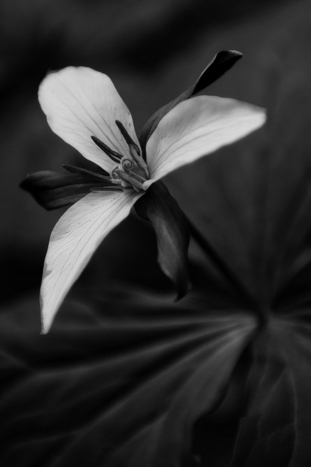 trillium  ortonjpg