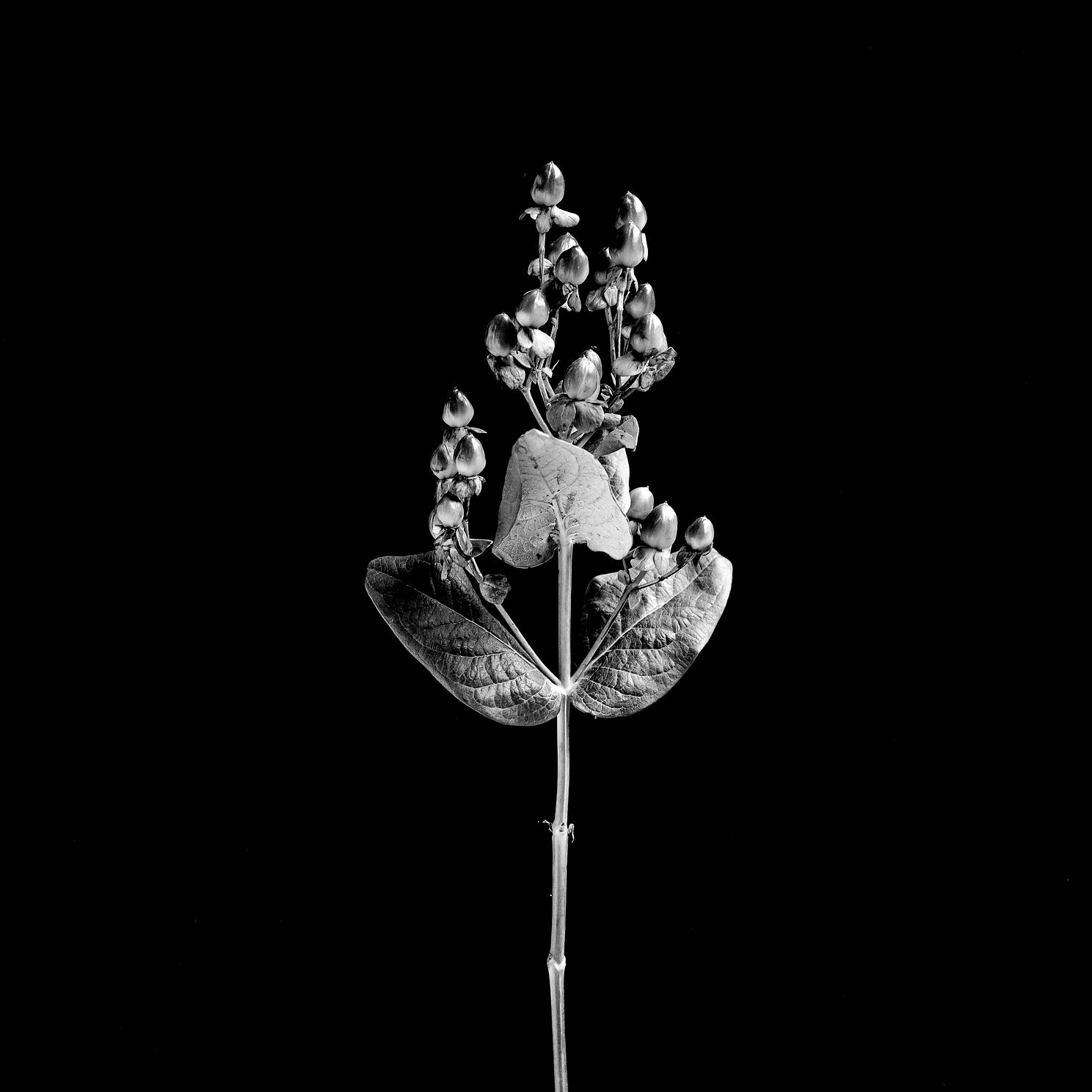 flowersEditjpg