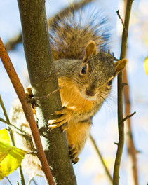 A squirrel in tree in Boulder Colorado