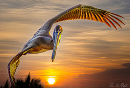 Brown Pelican at sea wall sunset DARK BKGRD.jpg
