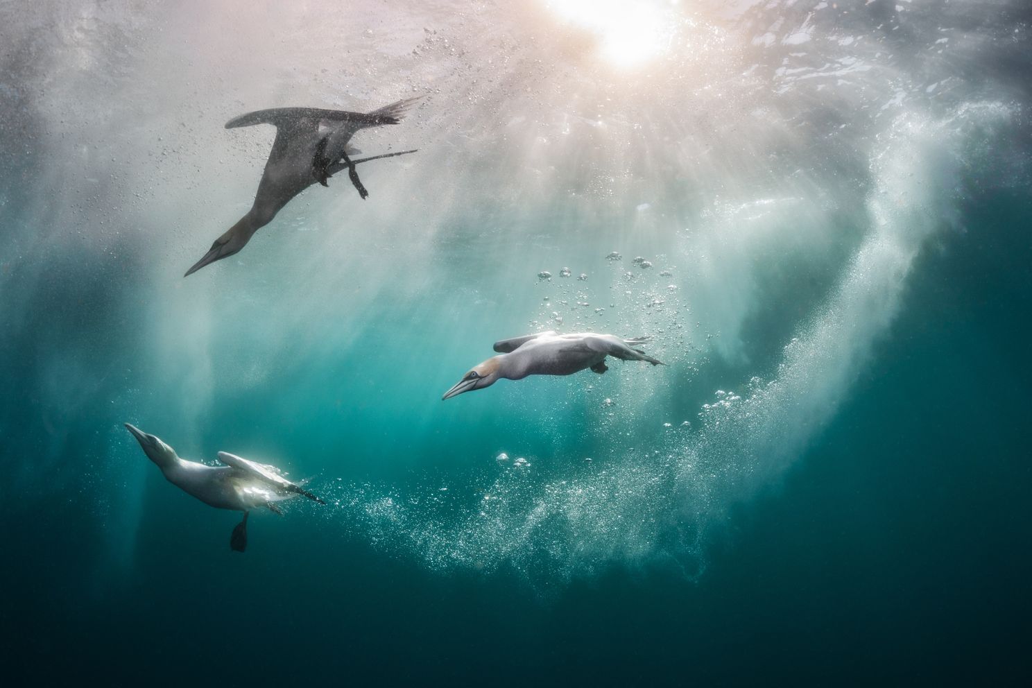 gannets diving underwater and swimming