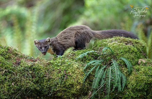 Pine Marten