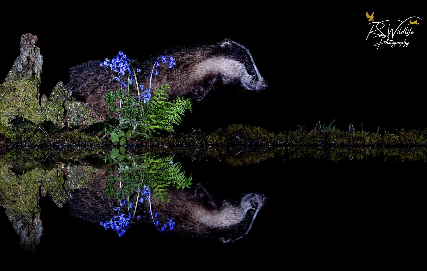 Badger