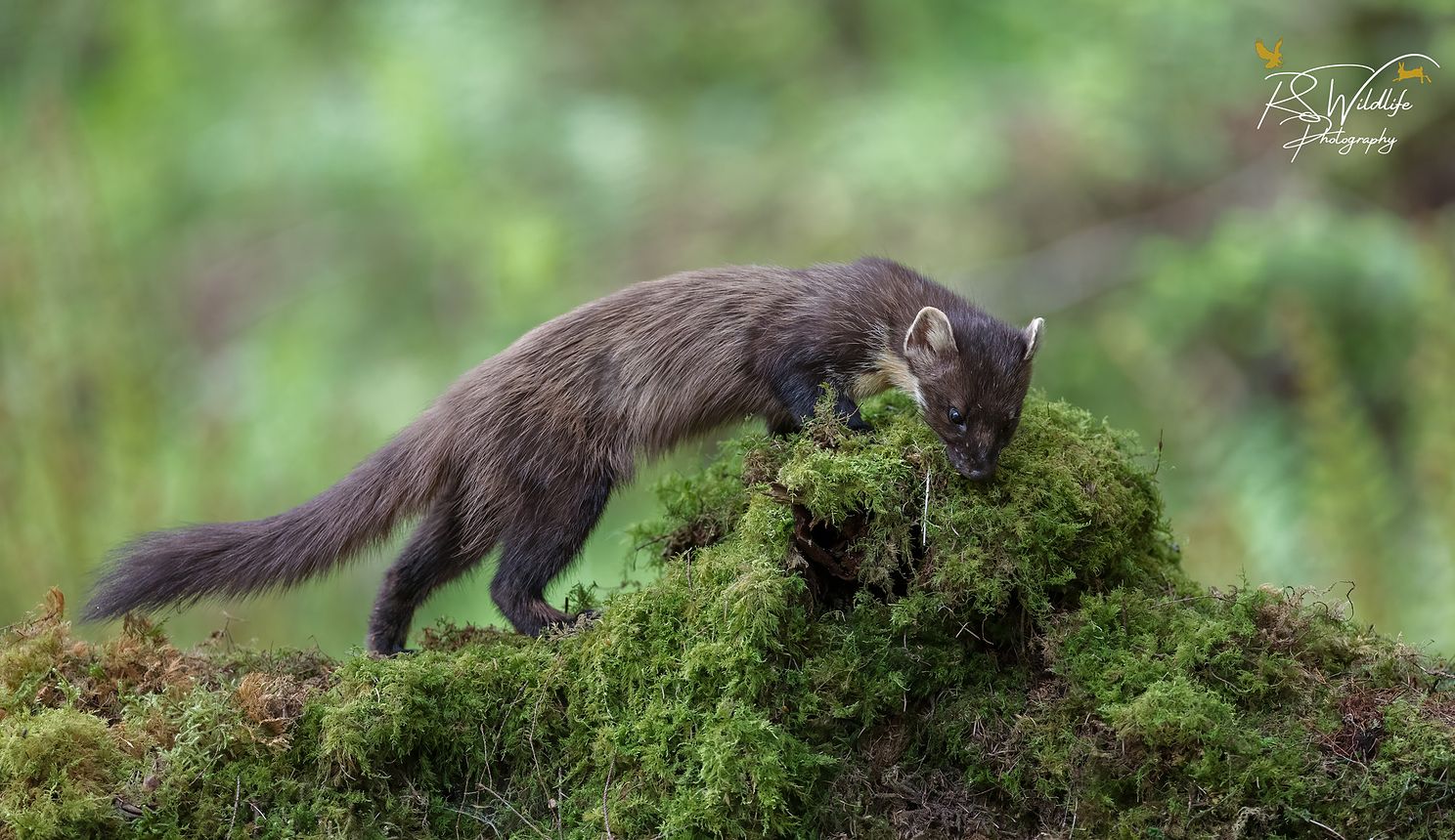 Pine Marten