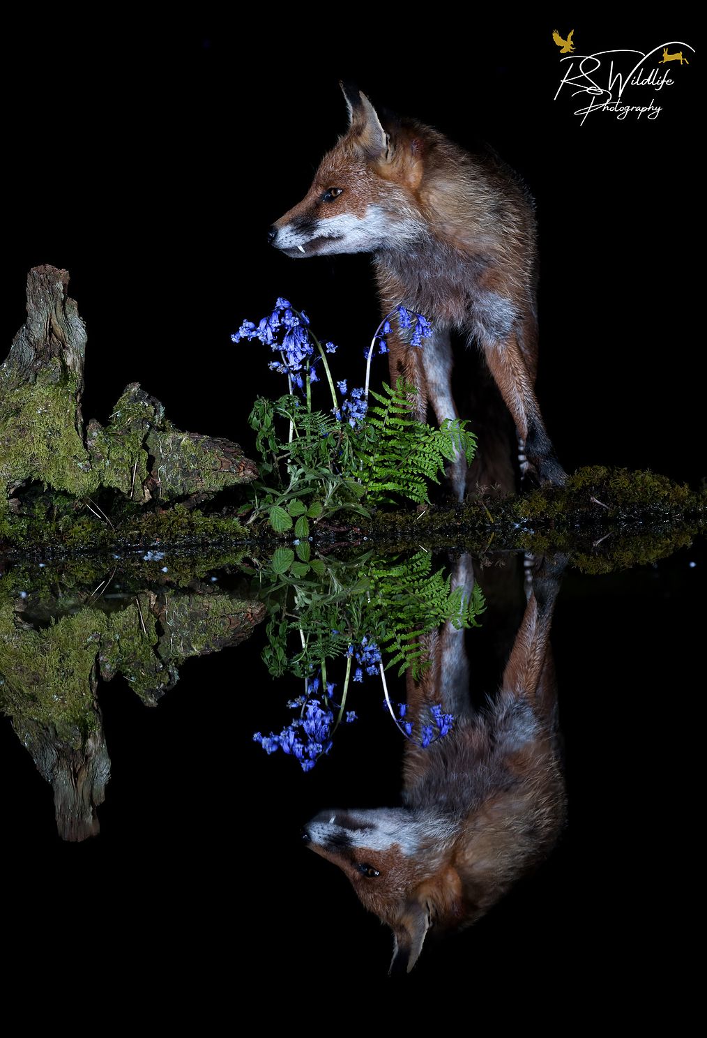 Red Fox