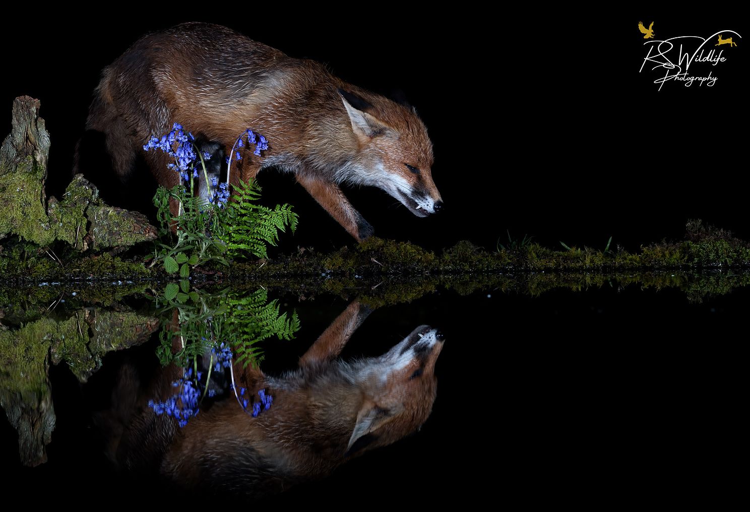 Red Fox