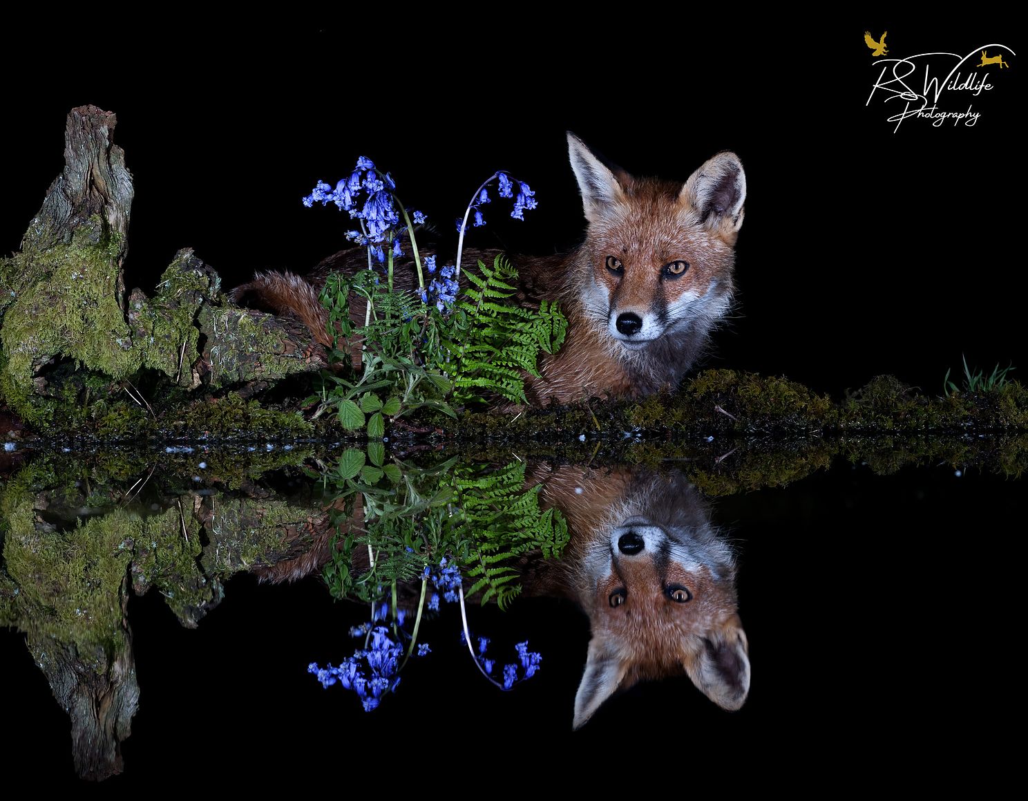 Red Fox